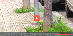 Escocells verds, peces clau per combatre plagues i naturalitzar Barcelona