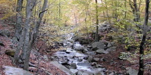 Un estudi permet identificar els boscos més vulnerables al canvi climàtic en el Montseny