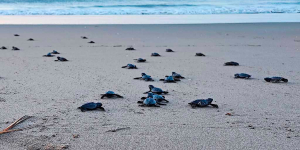 Naixements de tortugues babaues a diversos municipis