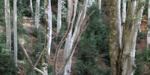 Territori i Sostenibilitat declara 60 nous arbres i arbredes monumentals