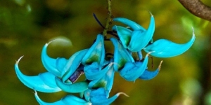 En 250 anys s'han extingit més plantes que mamífers, ocells i amfibis junts