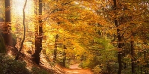 L’estudi “Boscos sans per a una societat saludable” analitzarà com afecta a la nostra salut el contacte amb el bosc