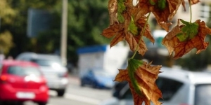 L’ozó afecta les plantes, els insectes i els microorganismes i és ja una amenaça per la biodiversitat mundial
