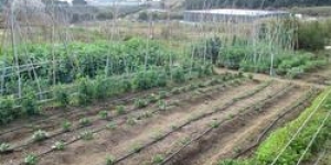 Els horts urbans, un projecte de futur que ja és realitat