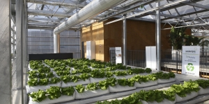 Vols instal·lar un hivernacle a les coberta del teu edifici? El projecte GROOF t’ajuda!