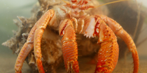 Científics internacionals alerten del greu impacte de la contaminació acústica en els invertebrats marins