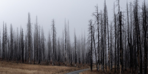 Un estudi revela un canvi sense precedents en el règim d’incendis del continent europeu