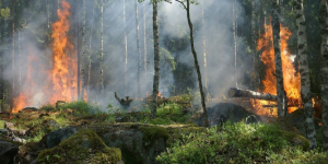 Comença abans d'hora la campanya de prevenció d'incendis