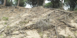 Catalunya haurà d'adaptar-se a més onades de calor i grans incendis forestals