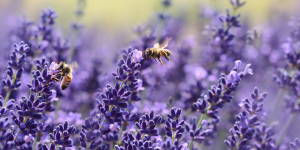 Europa es posa les piles per recuperar la biodiversitat