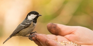 El confinament transforma les ciutats en un oasi efímer per als animals