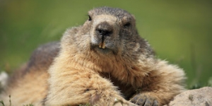 Les marmotes aconsegueixen colonitzar el Pirineu