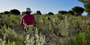 Un estudi vincula la resiliència vegetal a la sequera amb trets demogràfics i funcionals