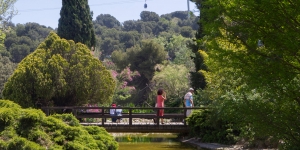 Zones enjardinades de Barcelona tenen una concentració més alta d'amfibis que molts parcs naturals