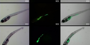 Els nanoplàstics alteren el microbioma intestinal i poden afectar la salut dels organismes aquàtics i la humana