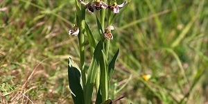 Registrades més de 200 espècies de plantes als marges dels camins del Prat de Llobregat