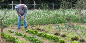 Impuls a pagesos i ramaders per conservar el mosaic agroforestal de Collserola