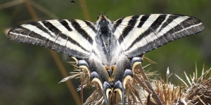 Les papallones seran les protagonistes d’un nou projecte de ciència ciutadana per millorar la biodiversitat de la xarxa de parcs i platges metropolitans