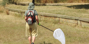 Ciutats sense papallones per la sequera i la calor