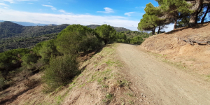 Campanya de millora forestal contra els incendis al Parc Natural de Collserola