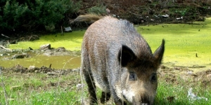Reclamen estendre la prohibició de la caça als parcs del Garraf, Montserrat i Montseny pel risc d'accident amb l'alta afluència de visitants