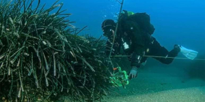 Projecte de ciència ciutadana sobre la posidònia a l’Espai Marí Costes del Garraf