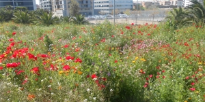 L’AMB aposta pels prats florits en la seva xarxa de parcs per afavorir la biodiversitat