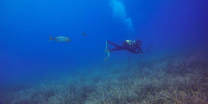 Detecten prats de posidònia davant la costa de Cubelles