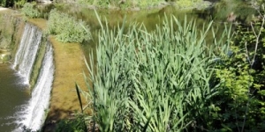 Es presenta l’avanç del Pla Especial del riu Ripoll, un document que defineix el model de gestió d’aquest espai fluvial