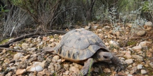 El Parc Natural de Montsant reintrodueix més d'un centenar de tortugues mediterrànies