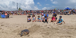 Quatre tortuges babaues tornen a casa a la platja del Prat