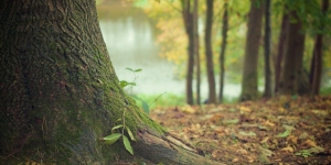 El CBC i el CREAF signen un conveni de col·laboració per tal de promoure la recerca i la innovació en la gestió forestal sostenible