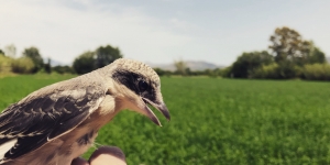La trenca, un ocell gairebé extingit, torna al Parc Natural dels Aiguamolls d'Empordà