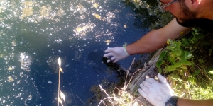 Alliberats 18 exemplars de tritó verd al Parc de la Serralada Litoral