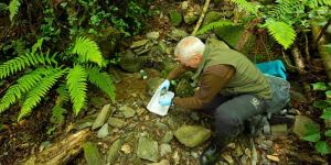 Relleu per a la recuperació del tritó del Montseny