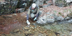 Alliberats més de 600 tritons del Montseny al seu hàbitat natural