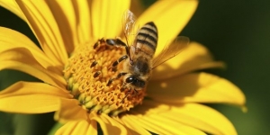Prohibits a Europa tres pesticides letals per a les abelles