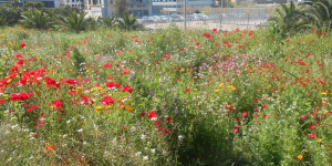 L'augment de la biodiversitat millora la salut de les persones