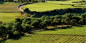L’INCAVI i l’IRTA participen en un nou projecte per minimitzar els efectes del canvi climàtic en la qualitat del vi