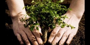 Plantar arbres no aturarà el canvi climàtic, reduir la crema de combustibles fòssils sí
