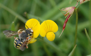 Compostos Orgànics Volàtils, el llenguatge de les plantes