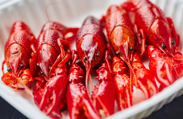 Jane Goodall, un exemple de vida al servei d’un món millor